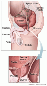 Figure 1 - The location of the prostate. Public domain image created by the National Cancer Institute.
